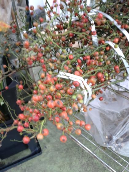 生花】野バラ(実つき枝もの)1M程度【早締切-74】※時期により実色異なる