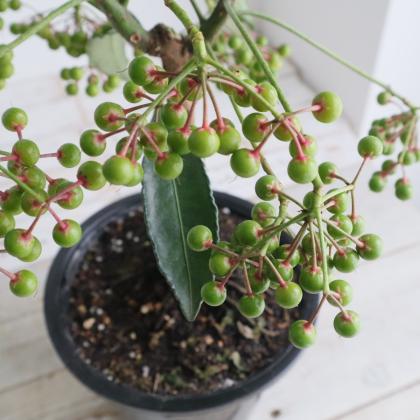 送料無料】【生花/即納】大実万両 宝船 5寸鉢【PI/NS】 - 花材通販は