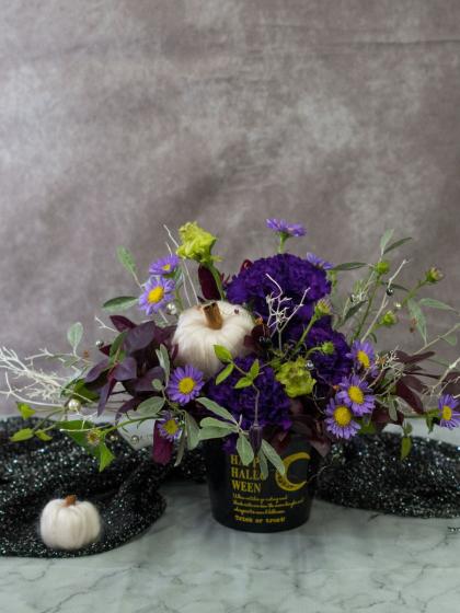 ユーフォルビア ホリダ White zebra S胴太 大株 選抜 ミニ子株付き