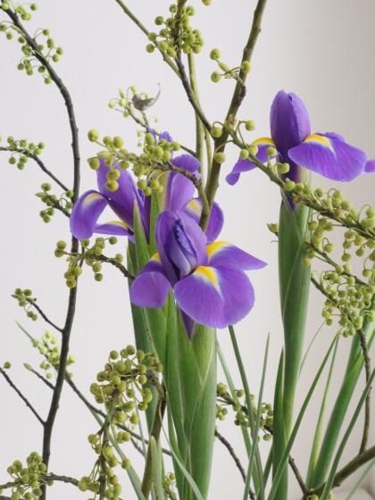 直前!!!】青文字(80cm程度)※木金届けなし - 花材通販はなどんやアソシエ
