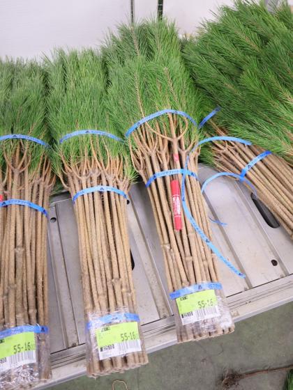 生花/即納】◇若松 L規格 ミゾグチファーム - 花材通販はなどんやアソシエ