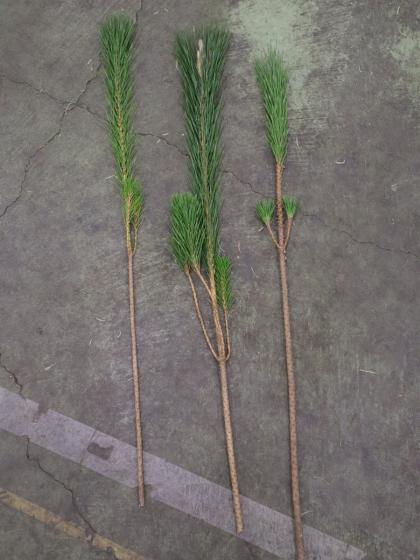 生花/即納】◇若松 3等 - 花材通販はなどんやアソシエ