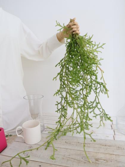 生花】ヒカゲカズラ ロング(80cm〜)静岡、和歌山など ※木金届け少 【早
