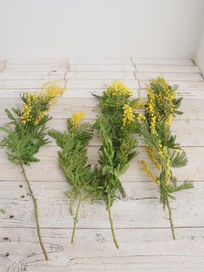 生花】輸入ミモザ ミランドール等 束単位(小枝含む束 2～5本程度)早