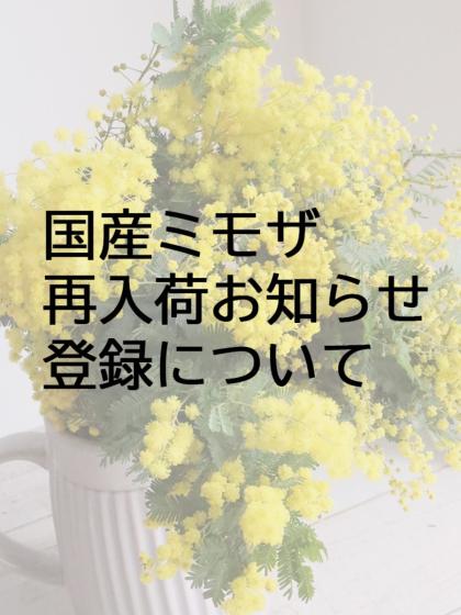 生花】国産 銀葉ミモザアカシア(花)40cm程度 千葉県など 【OR-13