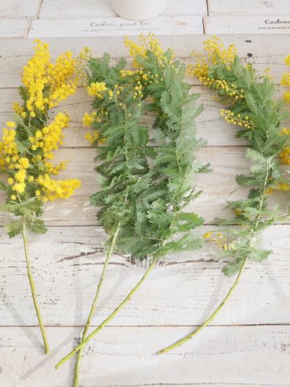 生花】国産 銀葉ミモザアカシア(花)40cm程度 長作園 大井川農協など