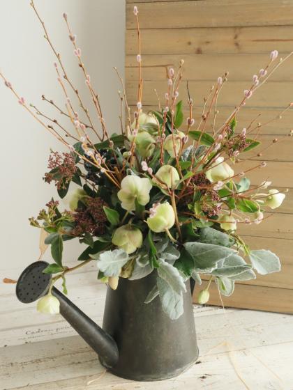 直前!】クリスマスローズ マグニフィセントベル 30cm〔グリーン系 小輪