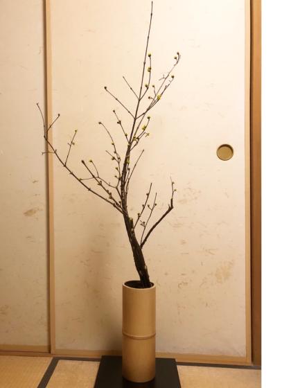 生花】サンシュユ(山茱萸)1束約7本入り 福島県など【早締切-74】 - 花