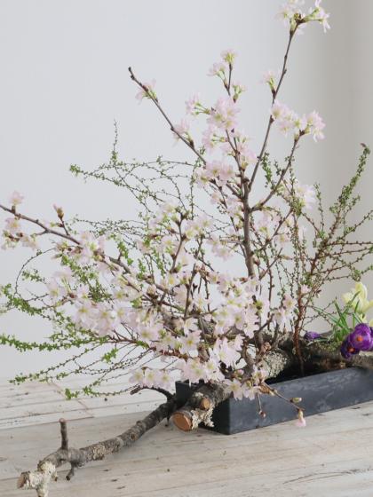 生花】啓翁桜(1m程度)山形県など 【OT】 - 花材通販はなどんやアソシエ