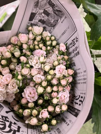 直前!!】SPバラ ホワイトウッズ(極小輪)20～30cm前後※商品説明確認