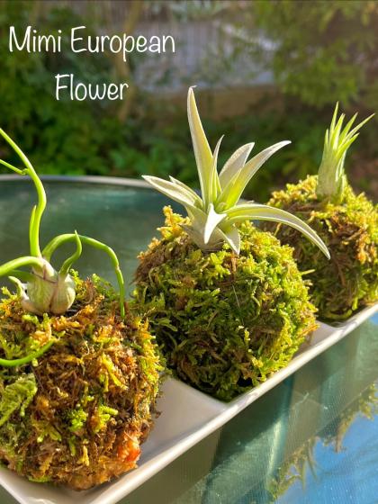 生花/即納】ハイゴケシート(大)【S2-32】※山採り - 花材通販はなどんや