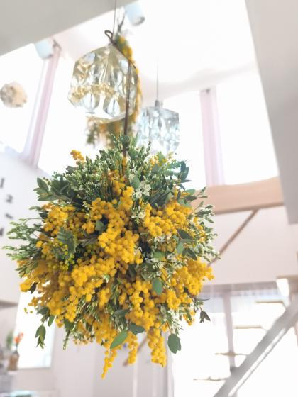 生花】国産 銀葉ミモザアカシア(花)40cm程度 千葉県など 【OR-13
