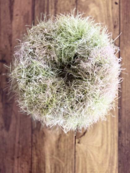 生花】スモークツリーホワイトファー 100cm程度 星野さん【早締切-29