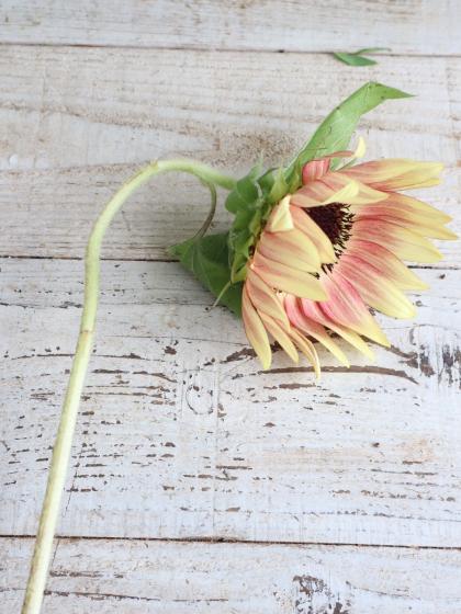生花】ヒマワリ オレンジ芯黒(φ約7〜10cm程度)【OT】 - 花材通販はなど